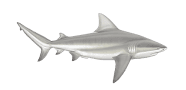 Bull Shark image