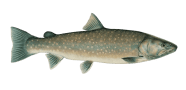 /fish-species/bull-trout