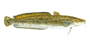 /fish-species/burbot
