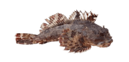 /fish-species/cabezon