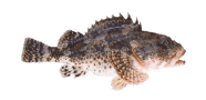 /fish-species/california-scorpionfish