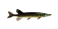 /fish-species/chain-pickerel