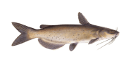 /fish-species/channel-catfish