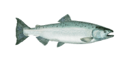/fish-species/chinook-salmon