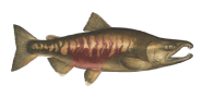 Chum Salmon image