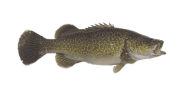 /fish-species/clarence-river-cod