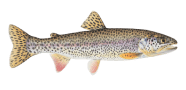 /fish-species/coastal-cutthroat-trout