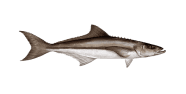 /fish-species/cobia