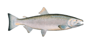 Coho Salmon