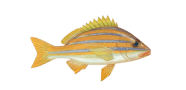Common Bluestripe Snapper image