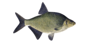 /fish-species/common-bream