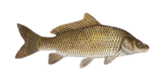 /fish-species/common-carp