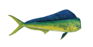 /fish-species/common-dolphinfish