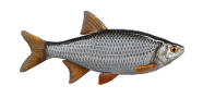 /fish-species/common-roach