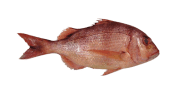 /fish-species/common-seabream
