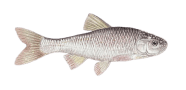 /fish-species/common-shiner