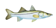 /fish-species/common-snook