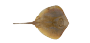 /fish-species/common-stingaree