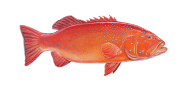 /fish-species/coral-cod