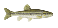 Creek Chub image