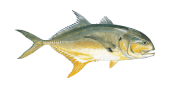 Crevalle Jack image