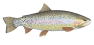 /fish-species/cutbow-trout