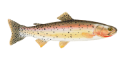 Cutthroat Trout image