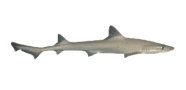 /fish-species/dusky-smooth-hound