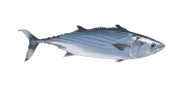Eastern Pacific Bonito image