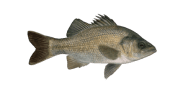 Estuary Perch image