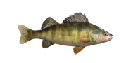 /fish-species/european-perch