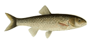 Fallfish image