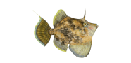 Fan Bellied Leatherjacket image