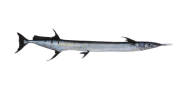 Flat Needlefish image