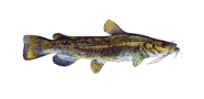 /fish-species/flathead-catfish