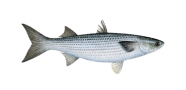 /fish-species/flathead-grey-mullet