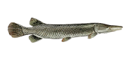 Florida Gar image