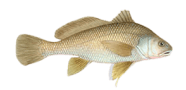 /fish-species/freshwater-drum