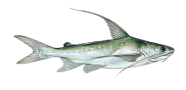 Gafftopsail Catfish image