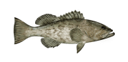 Gag Grouper image