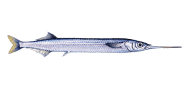 /fish-species/garfish