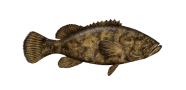 Giant Grouper image