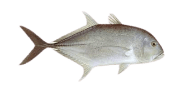 Giant Trevally image