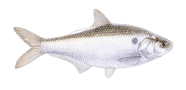 Gizzard Shad image