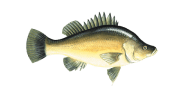/fish-species/golden-perch