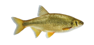 /fish-species/golden-shiner