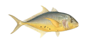 /fish-species/golden-trevally