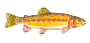 Golden Trout image