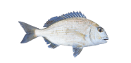 /fish-species/goldlined-seabream