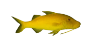 Goldsaddle Goatfish image
